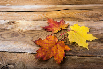 Thanksgiving or fall symbol maple leaves, copy space