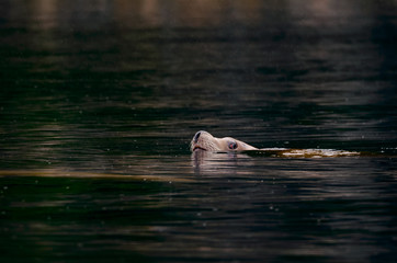 Fototapeta premium Sea Lion on the British Columbia Coast