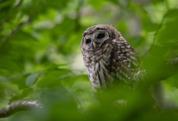 Barred Owl Owlet 