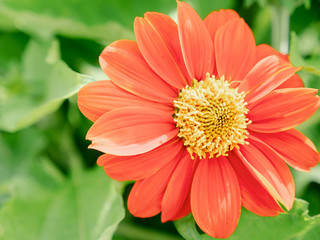 .common zinnia garden with bueatiful light