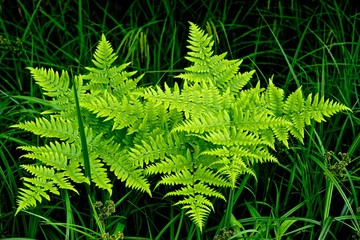 Bright green fern plants against a background of dark green shadow.