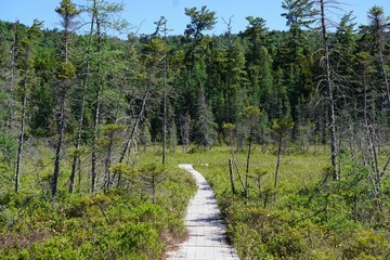 Adirondack Park, New York, USA: The Ferd’s Bog Trail in the Pigeon Lake Wilderness. Hikers and...