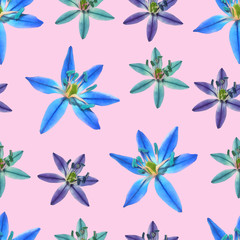 Bluebell, scilla. Seamless pattern texture of flowers. Floral background, photo collage