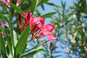 pink nerium oleander flower in nature garden