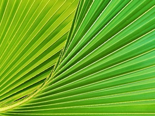 Obraz premium Close up of pattern and lines of green Washingtonia palm leaf in natural background and growth concept