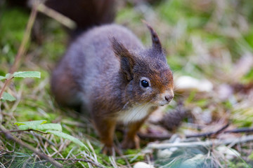 Red Squirrel
