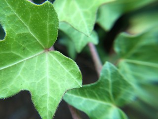 Wild Green Ivy Background Close Up