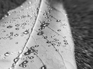 Water Droplets On Leaves Black and White