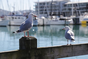 Gulls 2