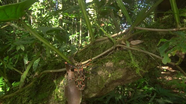 Female Harlequin Beetle (Acrocinus longimanus). A very large beetle from the Amazon, well known for carrying pseudoscorpions and mites under the elytra. 