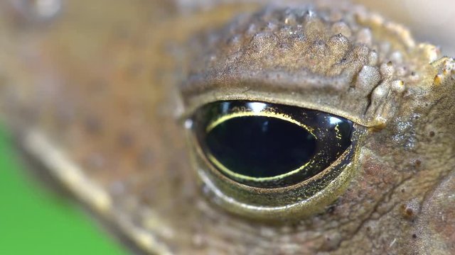 Crested Forest Toad (Rhinella margaritifera) blinking its eye. From the Ecuadorian Amazon.