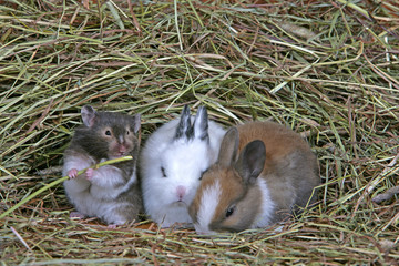 Cute Hamster chewing straw, sitting with baby rabbits in hay