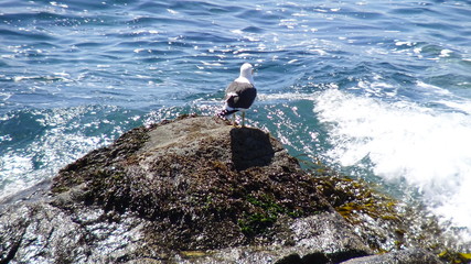 Landscape, rocky beach and seaside