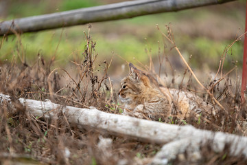 Cat looking at somewhere