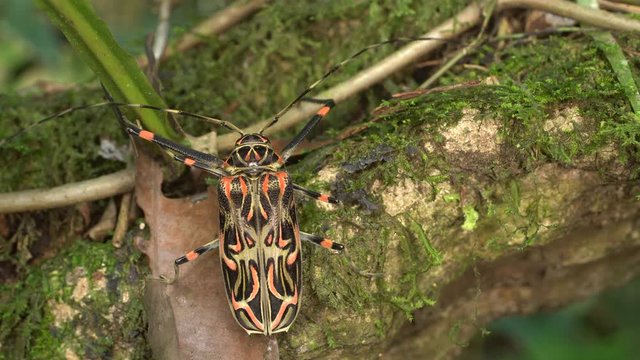 Female Harlequin Beetle (Acrocinus longimanus). A very large beetle from the Amazon, well known for carrying pseudoscorpions and mites under the elytra. 