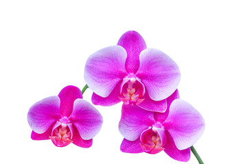 Fototapeta na wymiar Purple orchids inflorescence isolated on white background