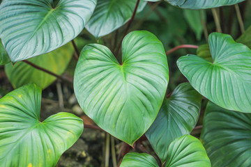 Green leaf heart shaped ,Homalomena rubescens