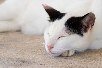 Fototapeta na wymiar 沖縄竹富島の野良猫　コンドイビーチ