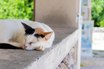 沖縄竹富島　コンドイビーチの野良猫