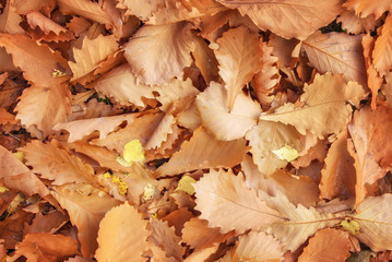 Yellow annd Golden Oak Leaves Texture as Fall Natural Background
