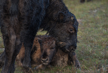 Fototapeta premium Wood Bison (Bison bison athabascae) or mountain bison in Northern Rockey Mountains Provincial park