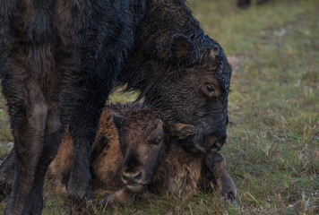 Fototapeta na wymiar Wood Bison (Bison bison athabascae) or mountain bison in Northern Rockey Mountains Provincial park