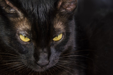 Black cat with yellow eyes
