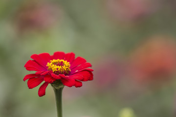 Red Zinnia Flower Macro Close Up Photo