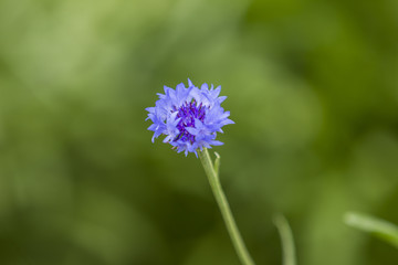 Purple Zinnia Flower Macro Close Up Blurred background