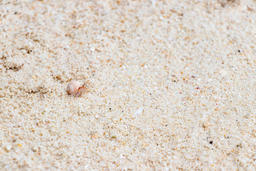 沖縄竹富島　カイジ浜　やどかり