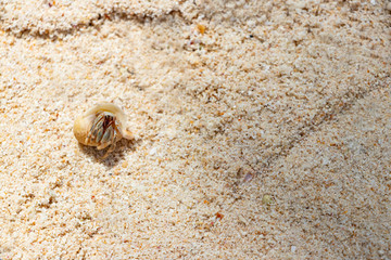 沖縄竹富島　サンゴの白砂とヤドカリ