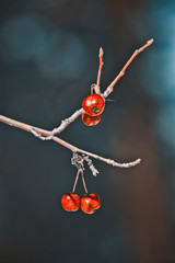red berries 