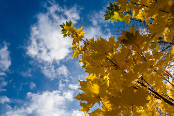 Yellow osseny maple leaves against a blue cloudy sky.
