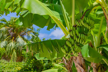 沖縄竹富島　バナナの木　島バナナ
