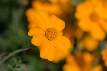 yellow marigold in the garden