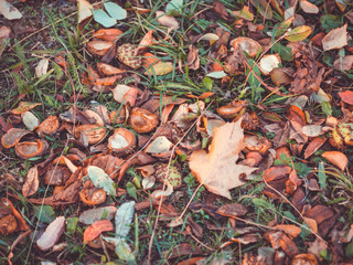 Fall foliage and chestnuts