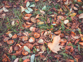 Fall foliage and chestnuts