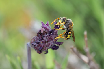 Nomada subcornuta, a species of bee in its natural environment.