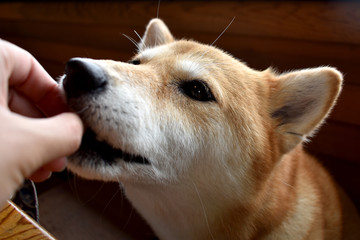 柴犬・食べる