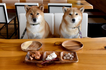 柴犬・ごはん待ち