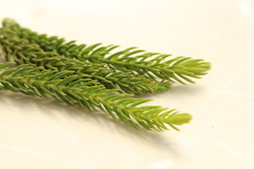 spruce leaf