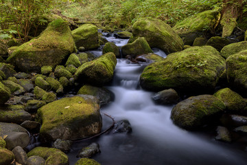 Obraz premium Flowing stream surrounded by moss covered rocks.
