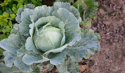 Headed cabbage growing in a vegetable garden