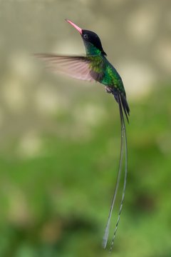 Jamaica's National Bird - Doctor Bird Hummingbird