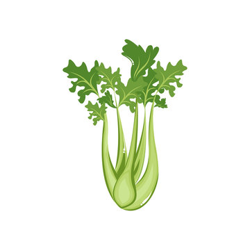 Celery Vegetable Natural Healthy Food Flat Vector Illustration
