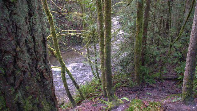 Pacific Northwest Mountain Creek dolly shot 4K UHD. A rushing creek in a Pacific Northwest Mountain forest. 4K UHD 

