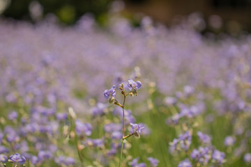 Murdannia giganteum flower on blurry background.