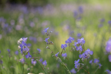 Murdannia giganteum flower on blurry background.