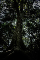 Obraz premium Tree