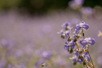 Murdannia giganteum flower on blurry background. Abstract flower soft focus and blurred background.